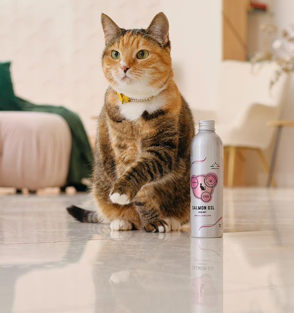 For Cat