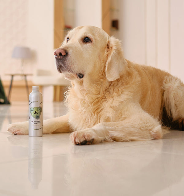 For Dog